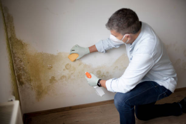 Best Commercial Mold Inspection  in Laingsburg, MI