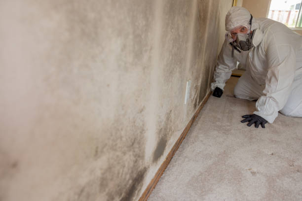Best Airborne Mold Testing  in Laingsburg, MI